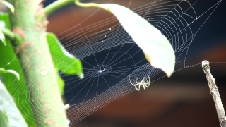 Spider Web, Web, Cobweb, Trap, Spider, Light