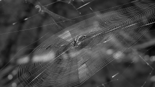 Spider Web, Web, Cobweb, Trap, Spider, Pattern
