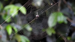 Spider Web, Web, Cobweb, Trap, Spider, Pattern