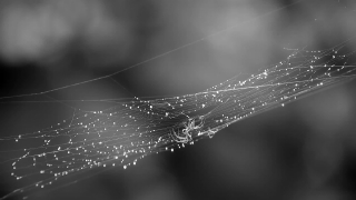 Spider Web, Web, Cobweb, Trap, Spider, Star