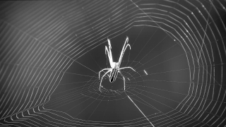 Spider Web, Web, Spider, Cobweb, Arachnid, Trap
