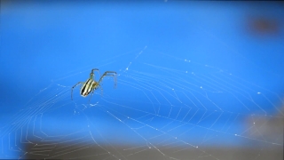 Spider Web, Web, Spider, Trap, Arachnid, Garden Spider