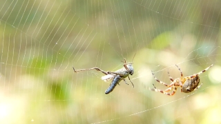 Spider Web, Web, Spider, Trap, Cobweb, Insect