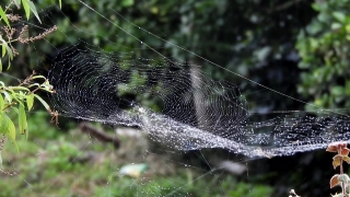 Spider Web, Web, Trap, Cobweb, Spider, Close