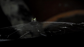 Spider Web, Web, Trap, Cobweb, Spider, Insect