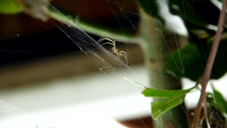 Spider Web, Web, Trap, Cobweb, Spider, Light
