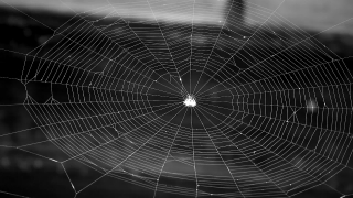 Spider Web, Web, Trap, Cobweb, Spider, Light