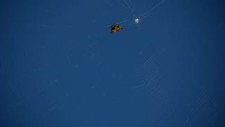 Spider Web, Web, Trap, Cobweb, Spider, Light