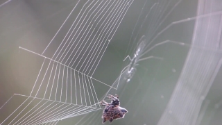 Spider Web, Web, Trap, Cobweb, Spider, Light