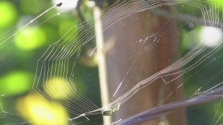 Spider Web, Web, Trap, Cobweb, Spider, Light