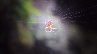 Spider Web, Web, Trap, Cobweb, Spider, Light