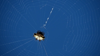 Spider Web, Web, Trap, Cobweb, Spider, Light