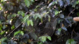 Spider Web, Web, Trap, Cobweb, Spider, Pattern