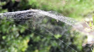 Spider Web, Web, Trap, Cobweb, Spider, Pattern