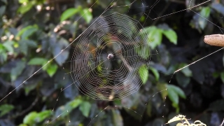Spider Web, Web, Trap, Cobweb, Spider, Pattern