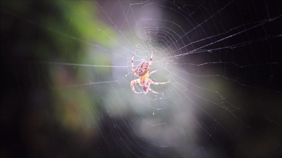 Spider Web, Web, Trap, Cobweb, Spider, Star