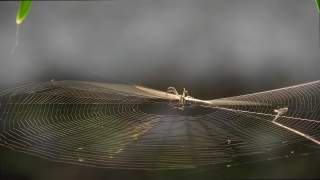 Spider Web, Web, Trap, Cobweb, Sunset, Landscape