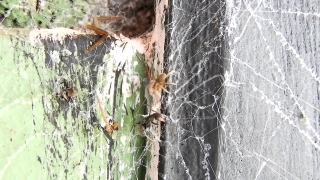 Spider Web, Web, Trap, Cobweb, Texture, Rough