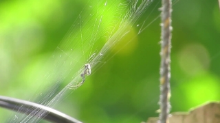Spider Web, Web, Trap, Digital, Light, Fractal