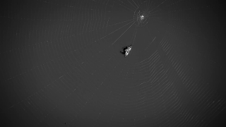 Spider Web, Web, Trap, Night, Star, Light