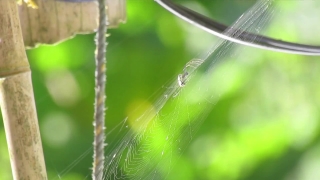 Spider Web, Web, Trap, Spider, Arachnid, Close