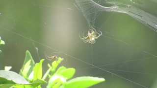 Spider Web, Web, Trap, Spider, Cobweb, Arachnid