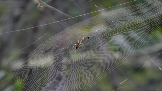 Spider Web, Web, Trap, Spider, Cobweb, Insect