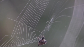 Spider Web, Web, Trap, Spider, Cobweb, Light