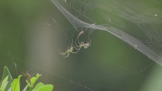 Spider Web, Web, Trap, Spider, Cobweb, Pattern