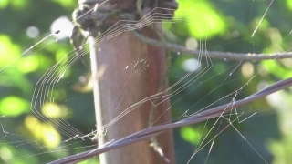 Spider Web, Web, Trap, Spider, Cobweb, Pattern