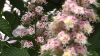 Spirea, Pink, Plant, Flower, Vascular Plant, Tree