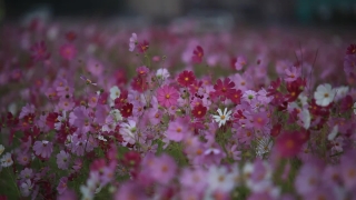 Spirea, Shrub, Vascular Plant, Plant, Flower, Woody Plant