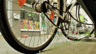 Spoke, Support, Device, Wheel, Bird, Bicycle