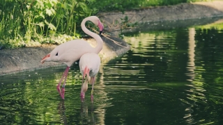 Spoonbill, Wading Bird, Aquatic Bird, Bird, Flamingo, Wildlife
