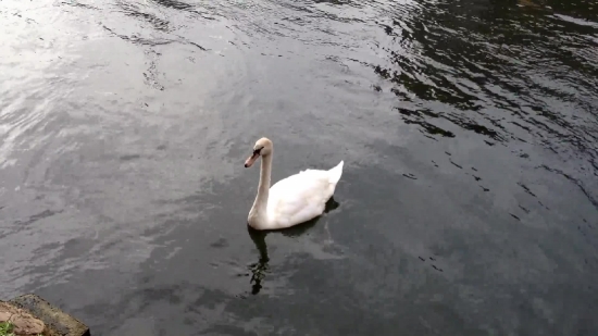 Spoonbill, Wading Bird, Aquatic Bird, Bird, Pelican, Beak
