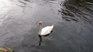 Spoonbill, Wading Bird, Aquatic Bird, Bird, Wildlife, Water