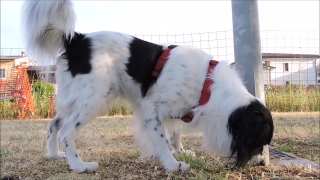 Sporting Dog, Dog, Spaniel, Setter, Hunting Dog, Springer Spaniel