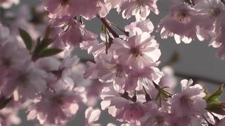 Spring, Flower, Blossom, Plant, Shrub, Pink