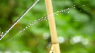 Sprinkler, Mechanical Device, Horsetail, Mechanism, Grass, Fern Ally