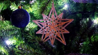 Starfish, Echinoderm, Invertebrate, Animal, Star, Sea