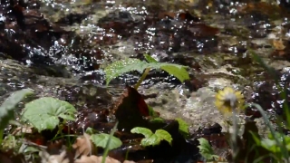 Starfish, Water, Invertebrate, Echinoderm, Aquatic, River