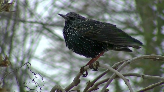 Starling, Bird, Wildlife, Beak, Wild, Vertebrate