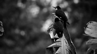 Statue, Bird, Sculpture, Peacock, Monument, Wildlife