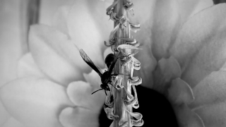 Statue, Sculpture, Art, Cemetery, Automaton, Ancient
