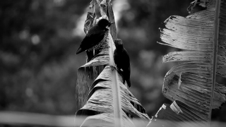 Statue, Sculpture, Bird, Architecture, Fountain, Structure