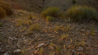 Steppe, Plain, Land, Landscape, Tree, Sky