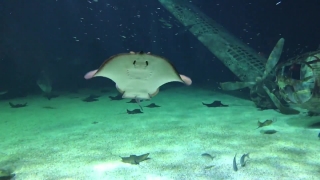 Stingray, Ray, Electric Ray, Fish, Sea, Ocean