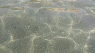 Stingray, Ray, Water, Sea, Pattern, Texture