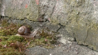 Stone, Rock, Water, Rodent, Sand, Rocks