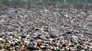 Stone, Texture, Rock, Bivalve, Mussel, Beach